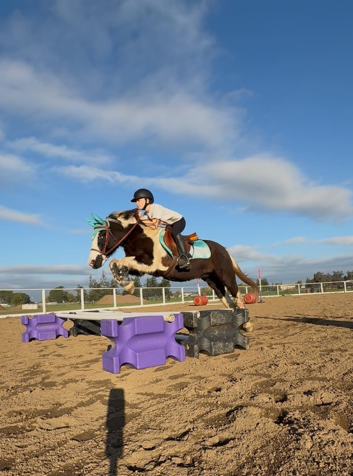 Harvest Moon Horse Rescue Juliet Colburn