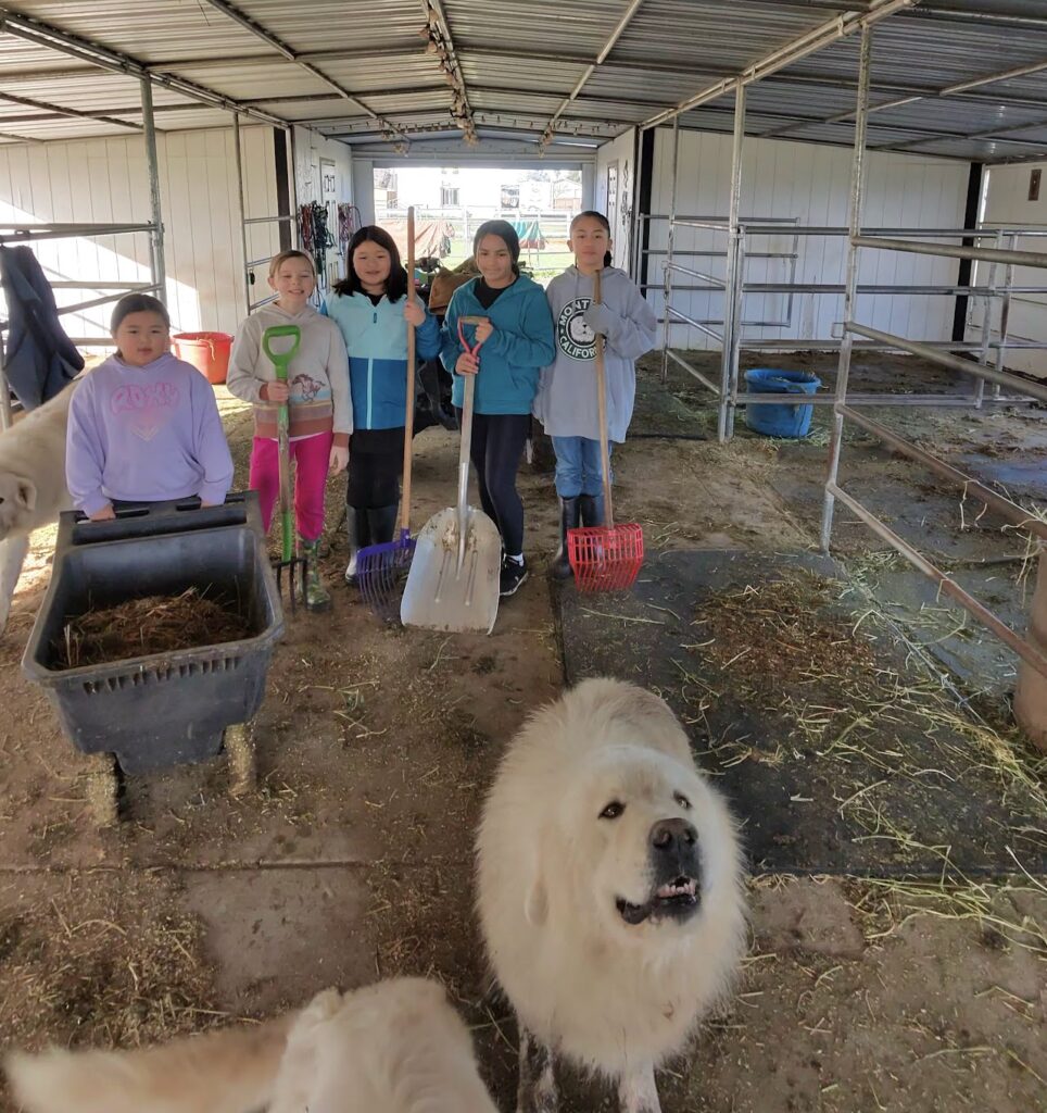Harvest Moon Horse Rescue Oak View 4-H Equine Project mucking