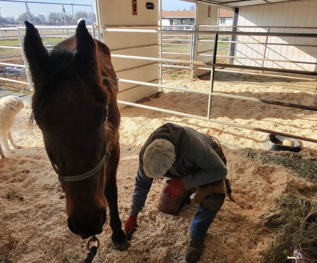 Harvest Moon Horse Rescue hoof care