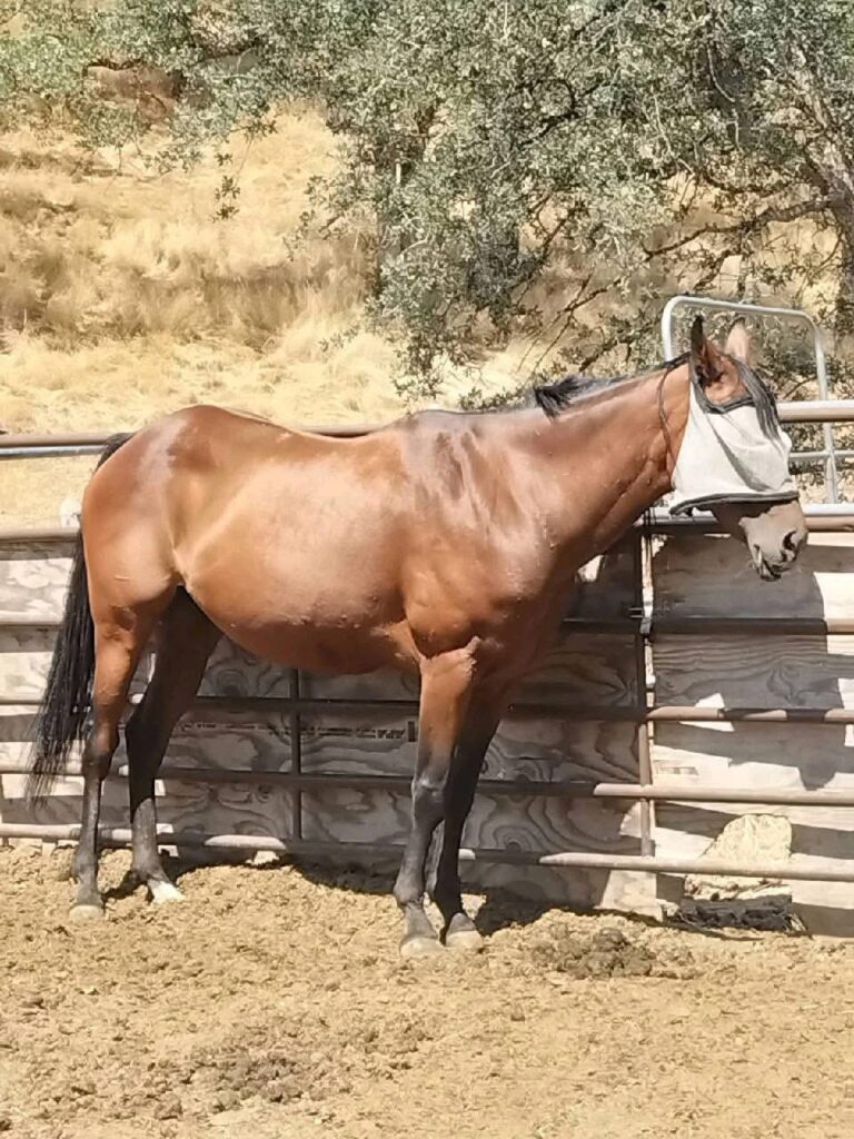 June Bug before rescue