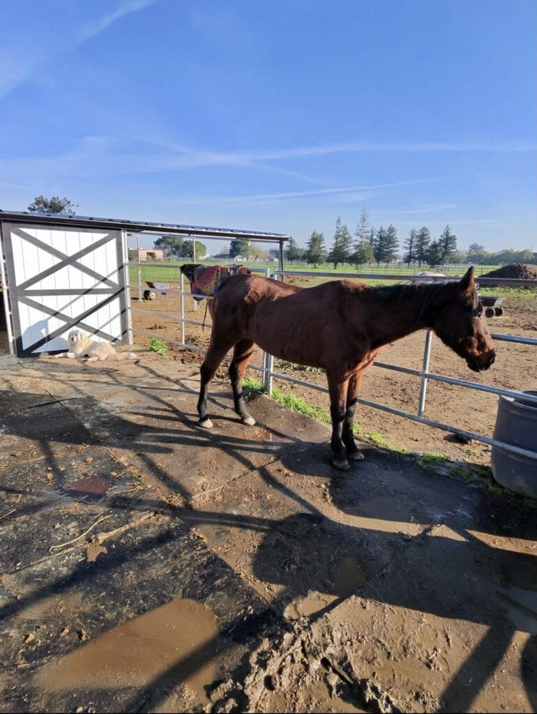 Phoenix one week transformation