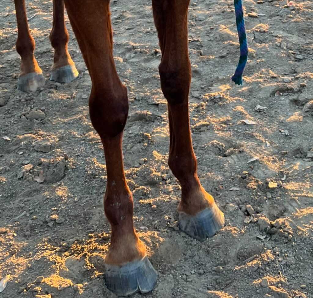 Reba feet before trim