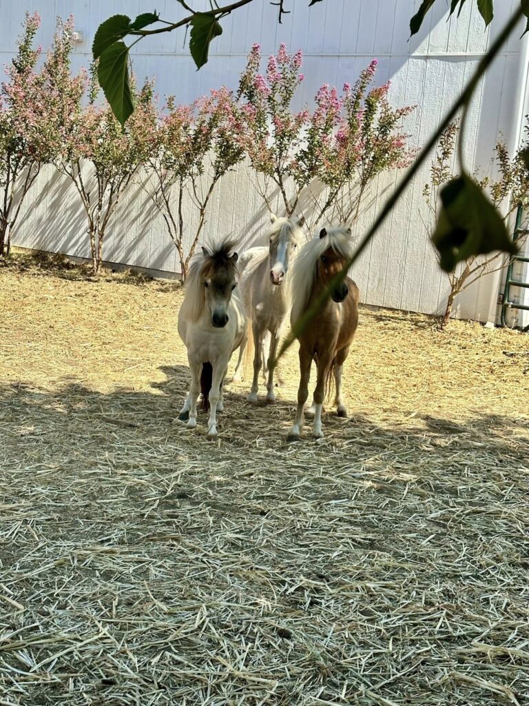 helen mr sir patches mini herd